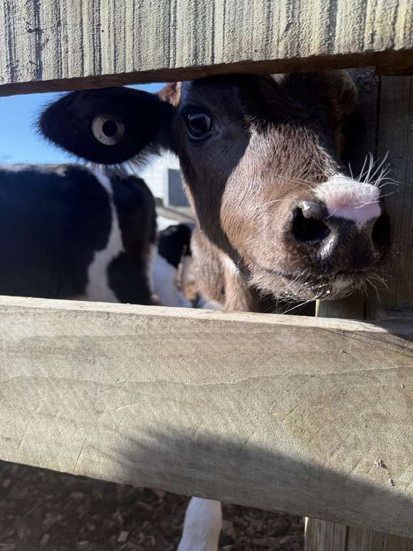 A calf looking through the rails of a farm fence on a New Zealand farm